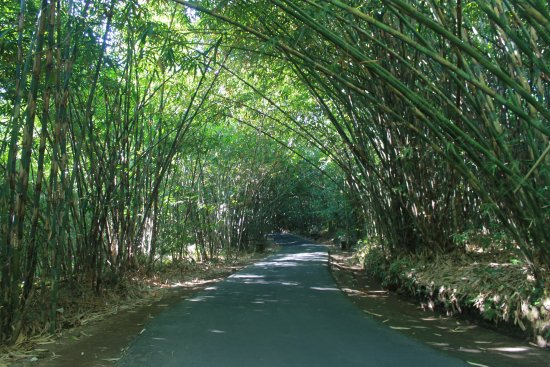 hutan bambu desa penglipuran