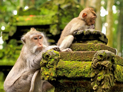 monkey forest ubud