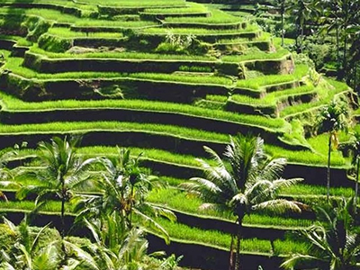 Ubud dan Objek Wisata yang Terdapat di Sekitarnya Ubud dan Objek Wisata yang Terdapat di Sekitarnya